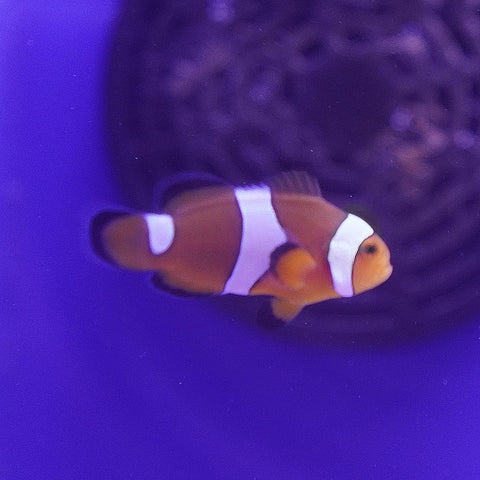 Photon Black Clownfish - Koral King