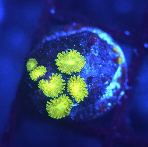 Pikachu Zoa - Koral King