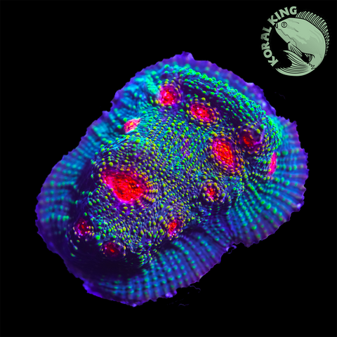 WWC Bubblegum Master