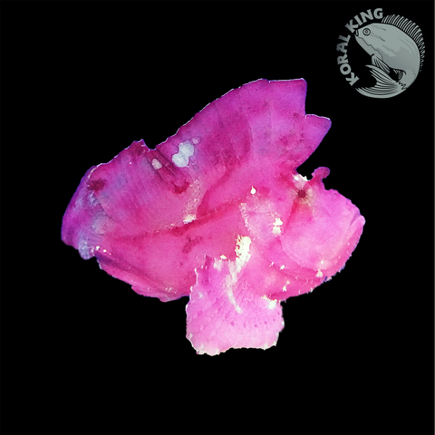 Pink Leaf Scorpionfish