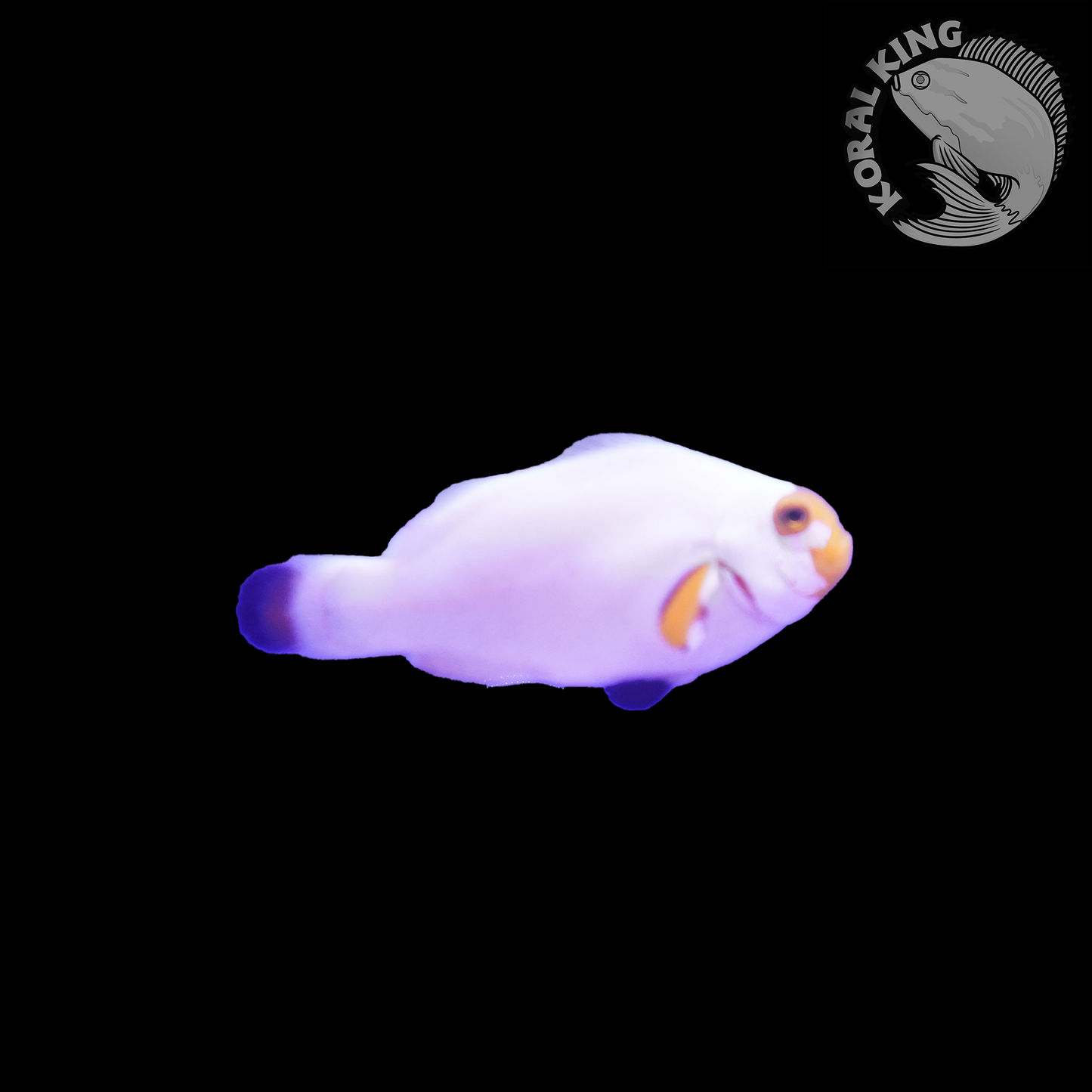 Platinum Clownfish