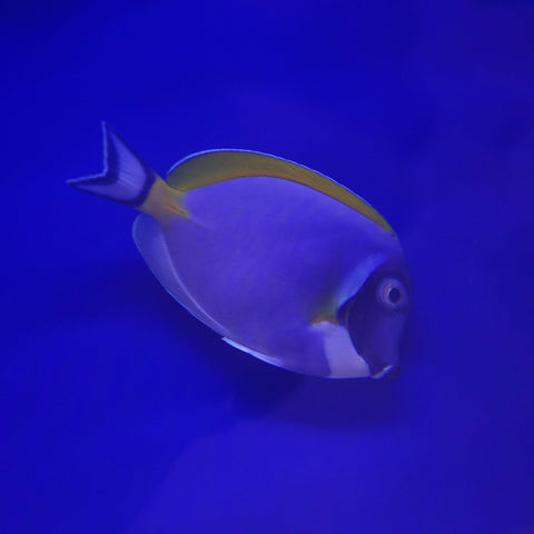 Powder Blue Tang - Koral King