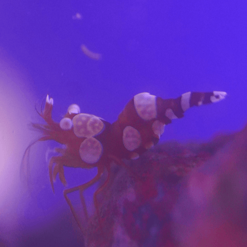 Sexy Shrimp - Koral King