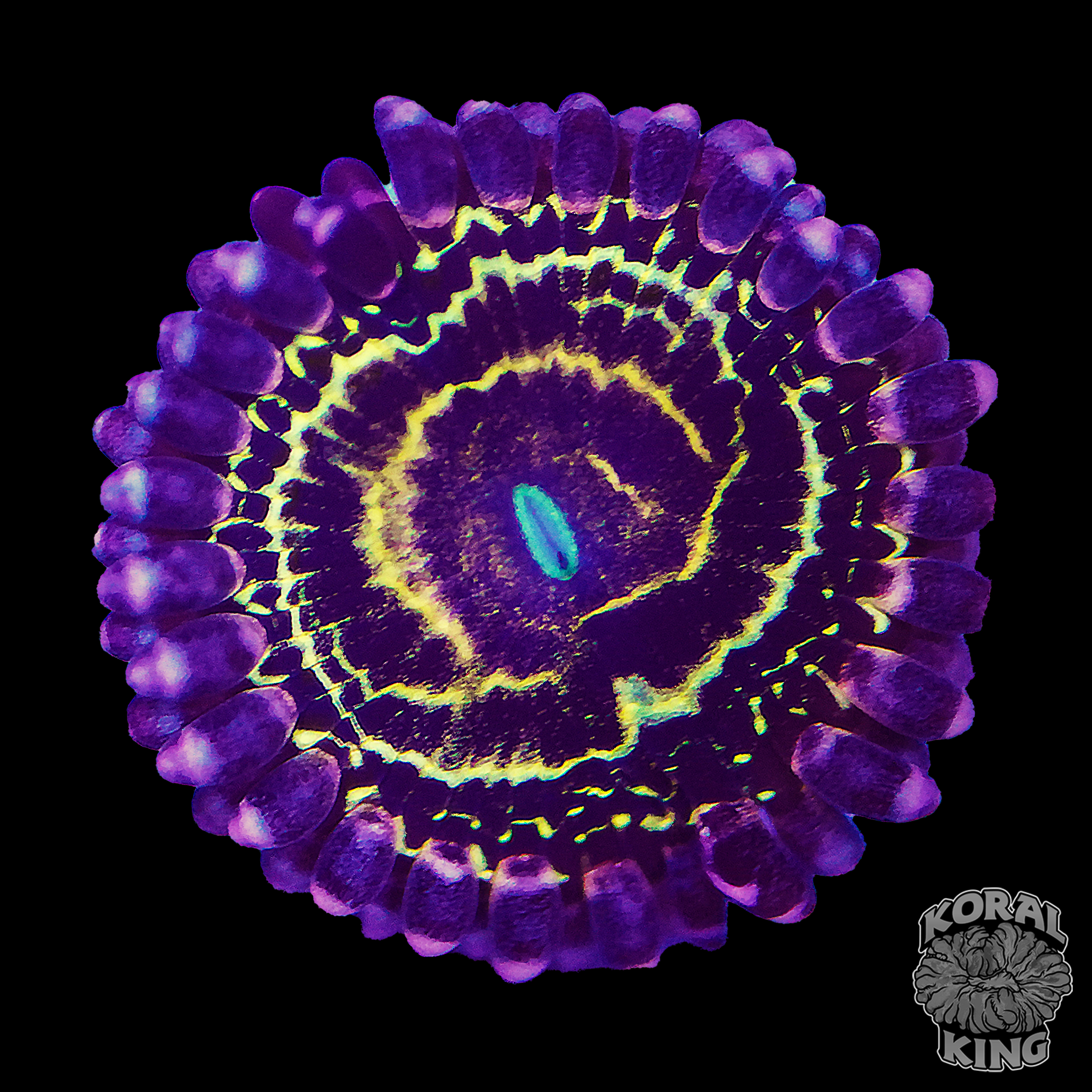 Stratosphere Zoa (2-3 polyps)