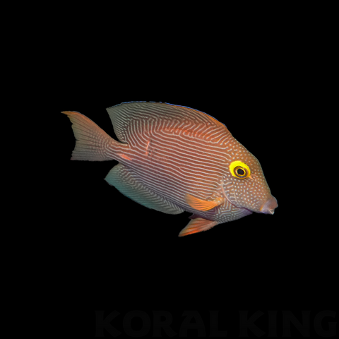 Yellow Eye Kole Tang