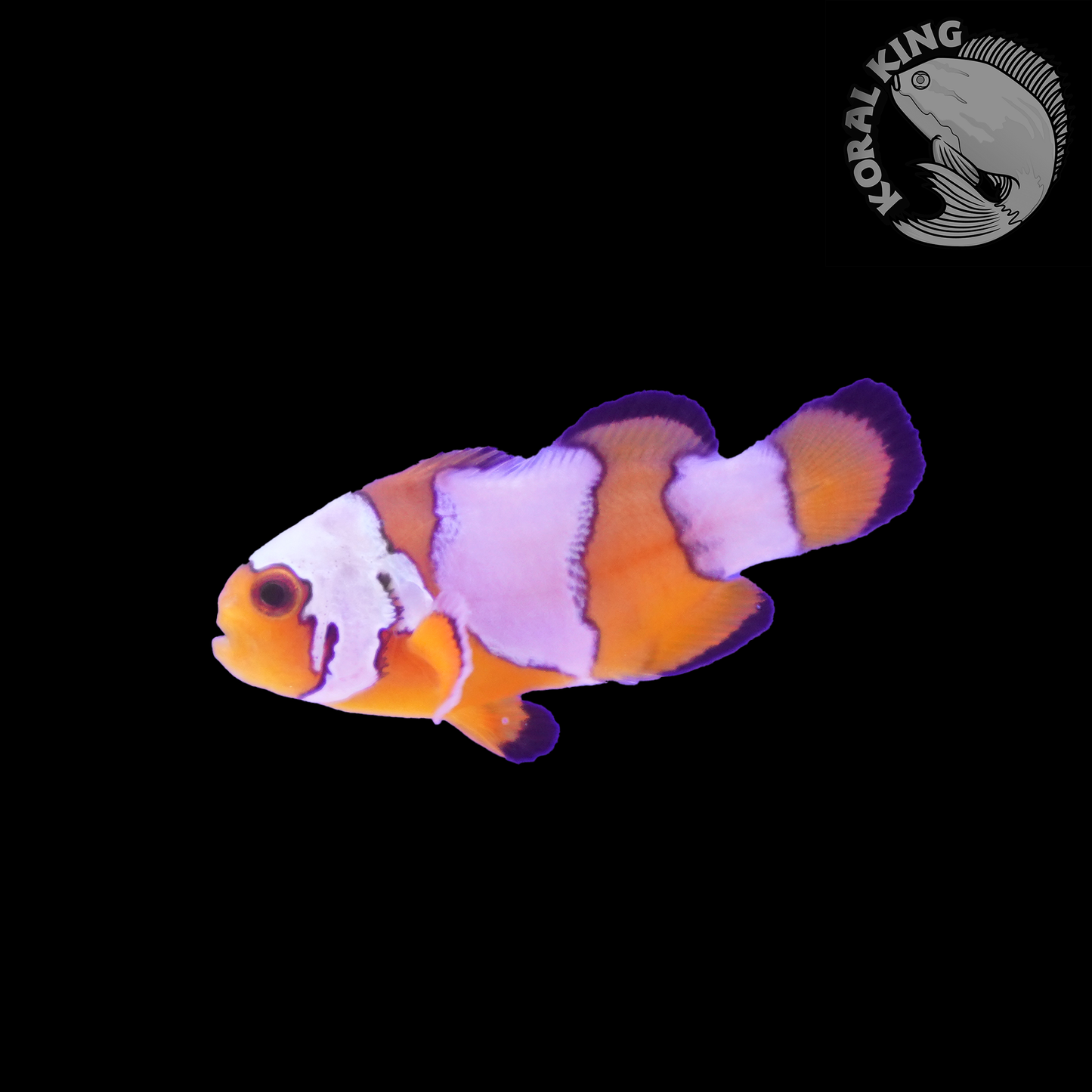 Black Ice Clownfish