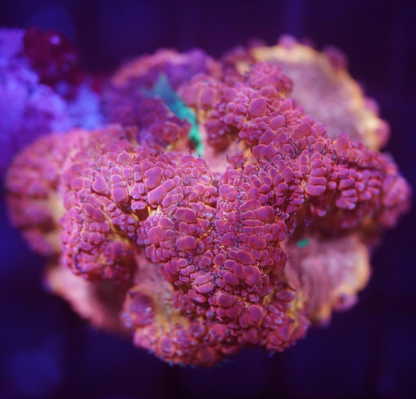 Grafted Blasto Colony - Koral King