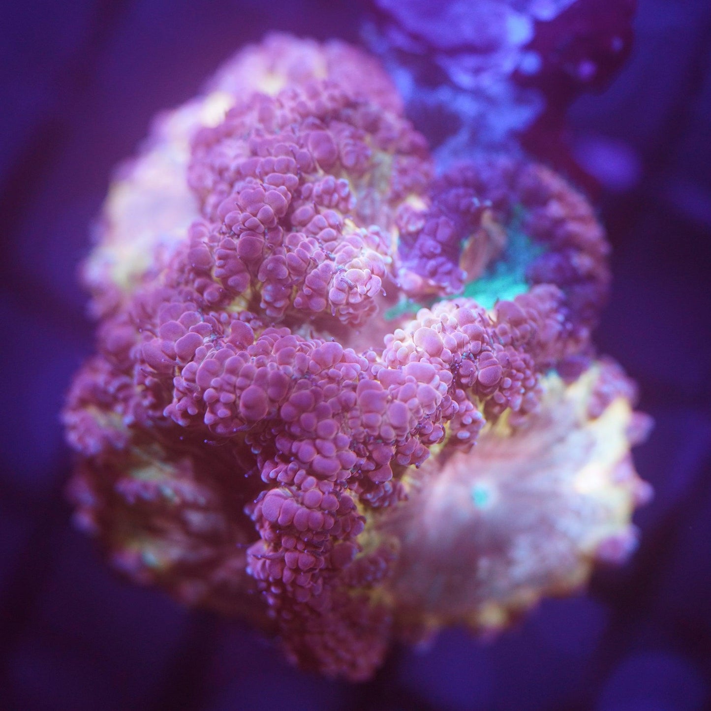 Grafted Blasto Colony - Koral King