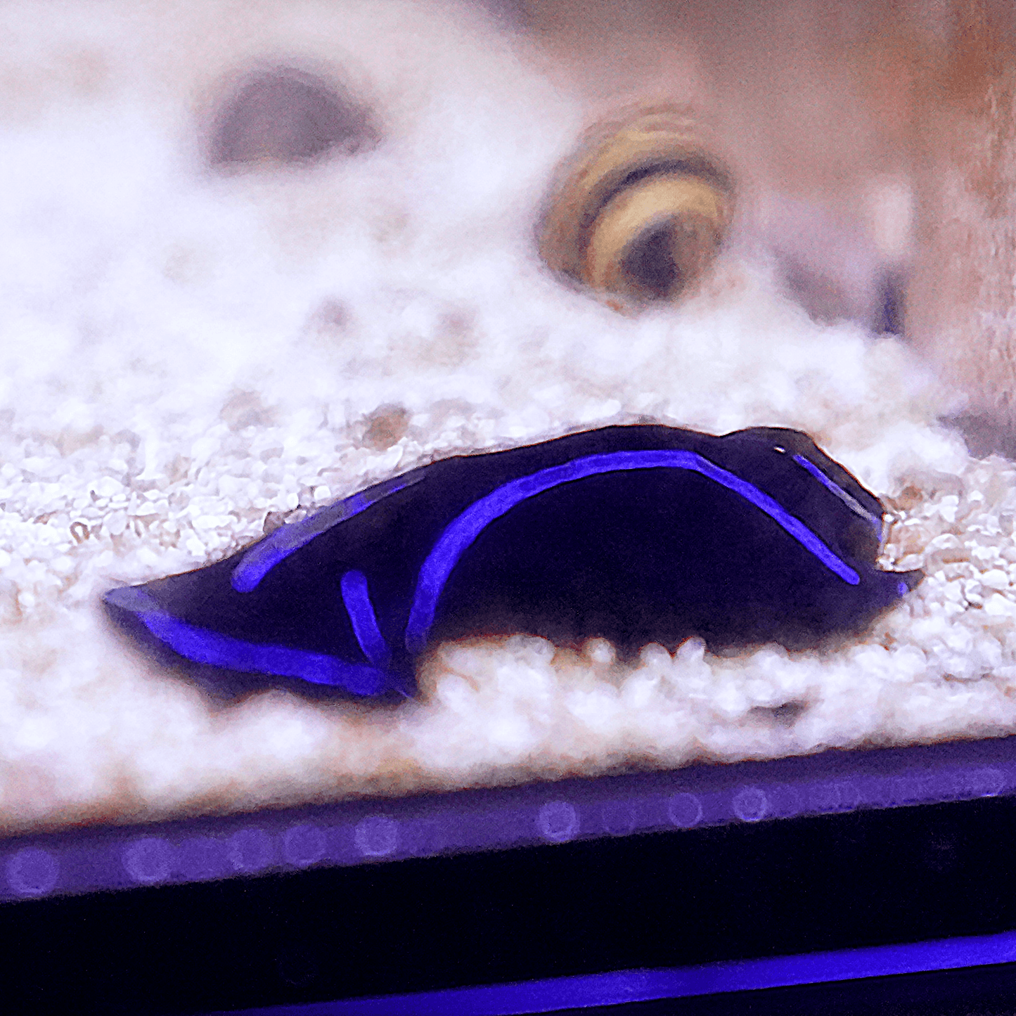 Blue Velvet Sea Slug - Koral King