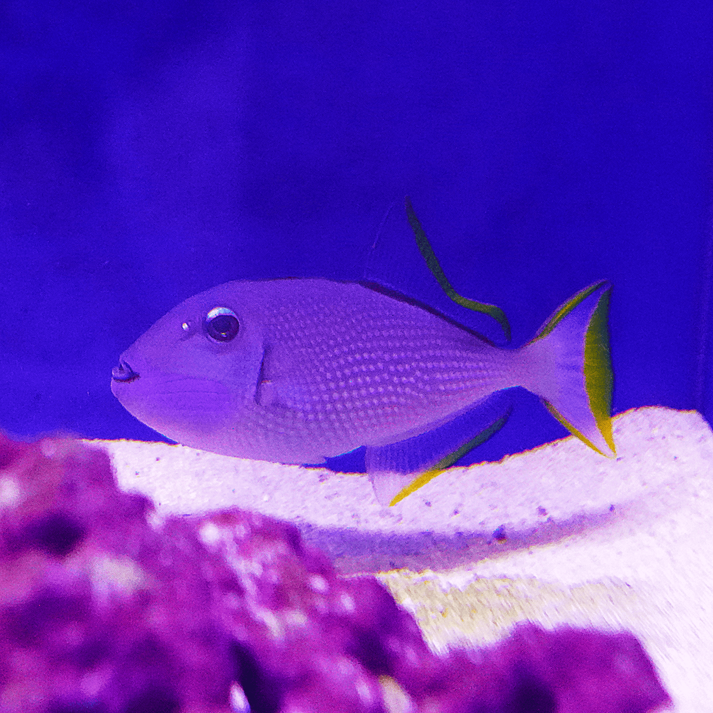 Blue Throat Trigger - Koral King