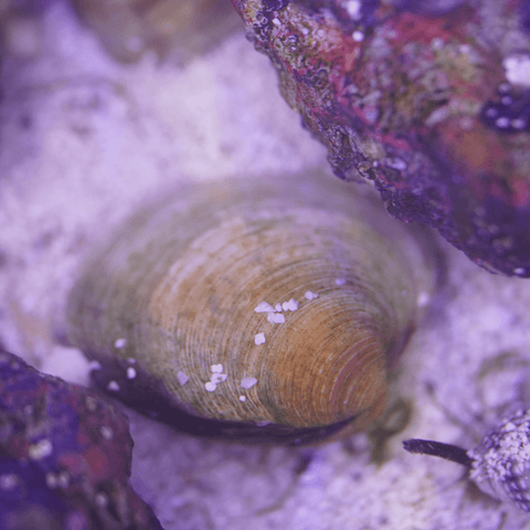 Cleaner Clam - Koral King