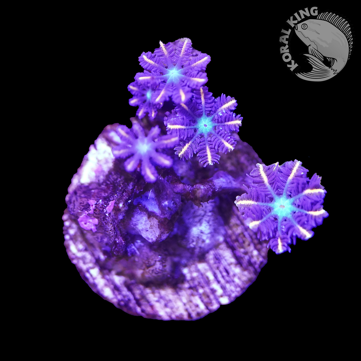 Jasmine Clove Polyp