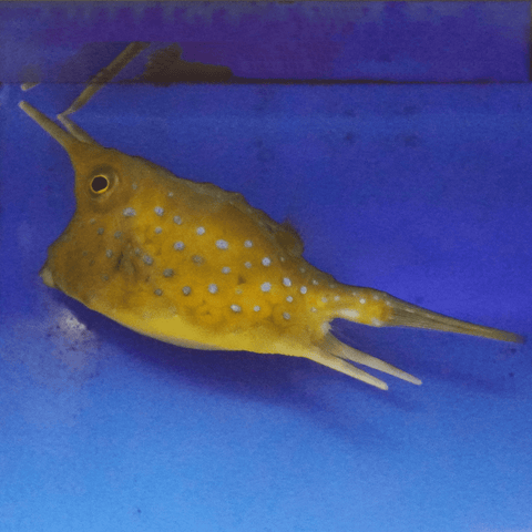 Long Horned Cowfish - Koral King