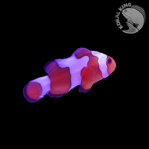 DaVinci Clownfish