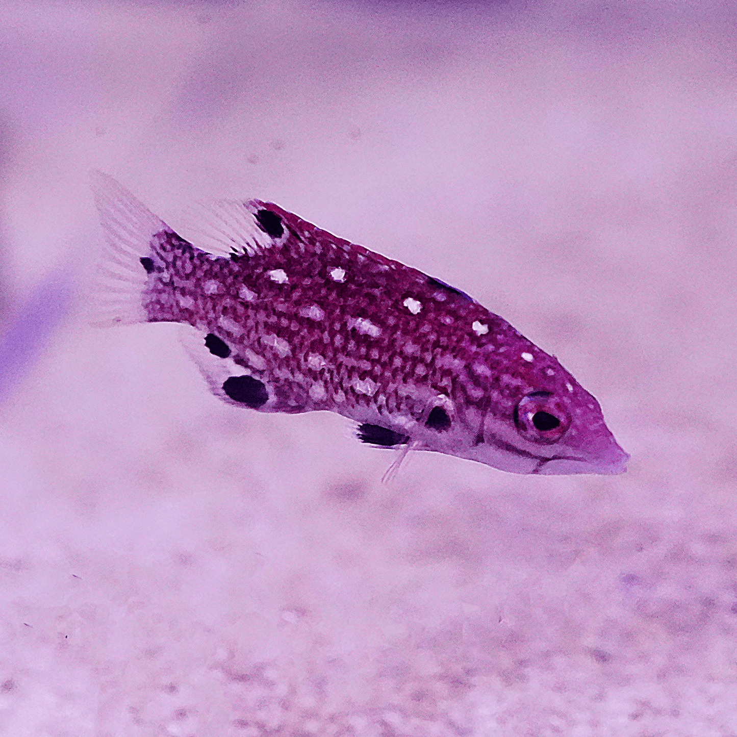 Diana’s Hogfish - Koral King
