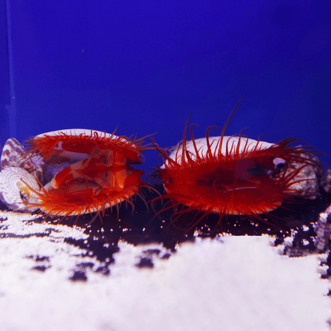 Electric Eye Scallop - Koral King