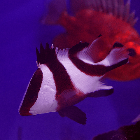 Red Emperor Snapper - Koral King