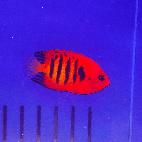 Flame Angelfish - Koral King