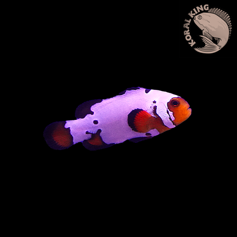 Flurry Clownfish