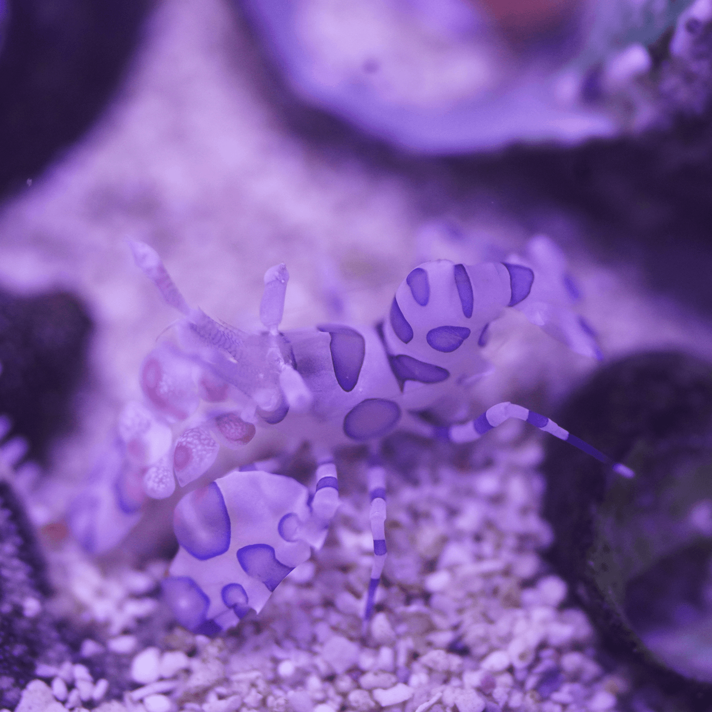 Harlequin Shrimp - Koral King
