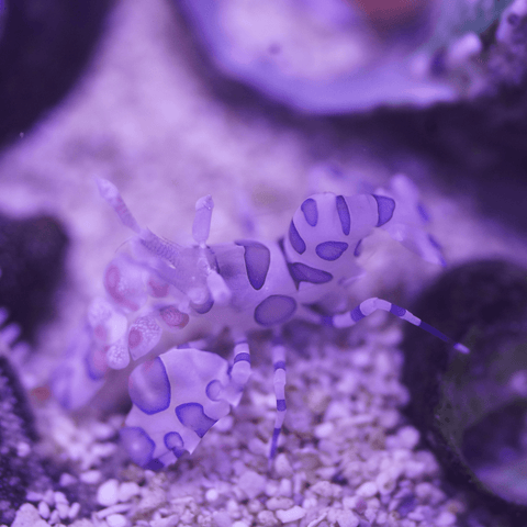 Harlequin Shrimp - Koral King