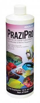 PraziPro 16oz - Koral King