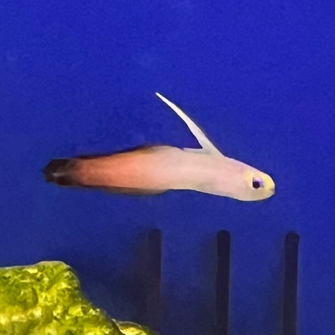 Firefish Goby - Koral King