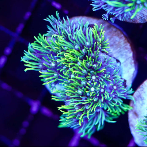 Green Star Polyp - Koral King