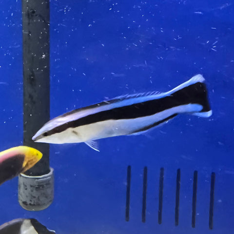 Cleaner Wrasse - Koral King