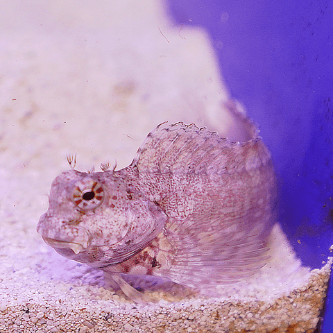 Lawnmower Blenny - Koral King