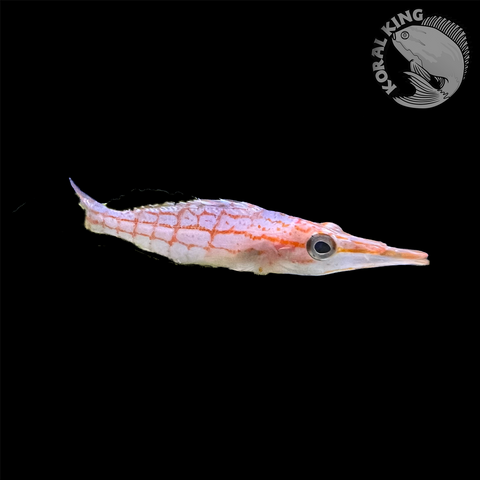 Longnose Hawkfish