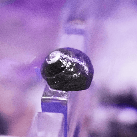 Margarita Snail - Koral King
