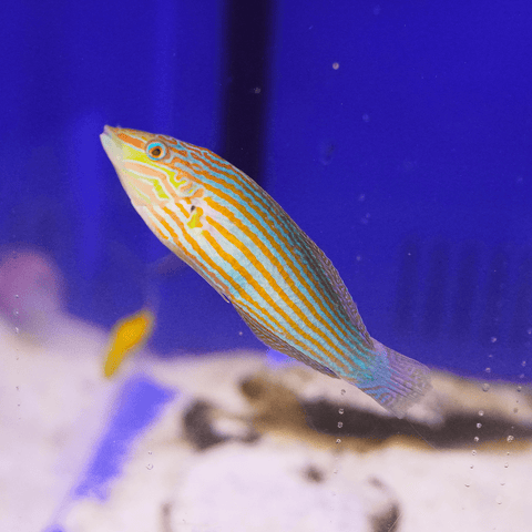 Melanurus Wrasse - Koral King