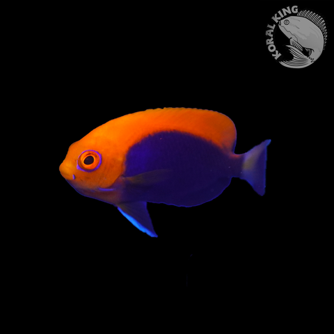 Orangeback Pygmy Angelfish