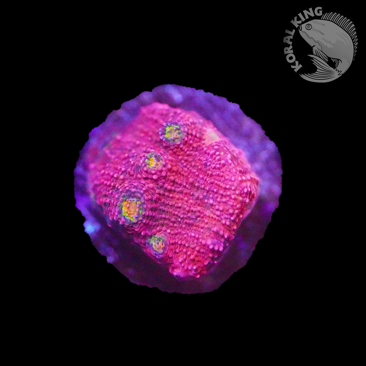 Pink Boobies Chalice Frag