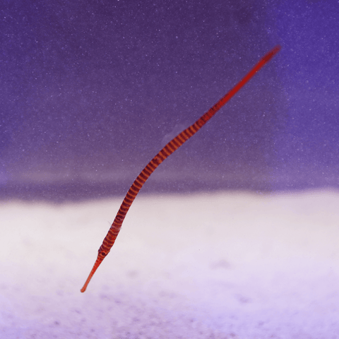 Multi-Banded Pipefish - Koral King