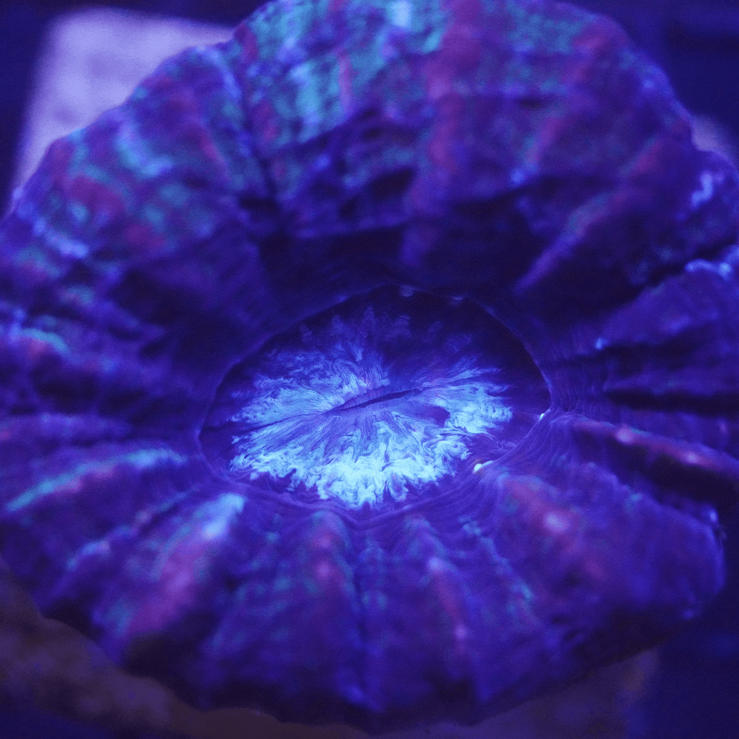 Ultra Purple Scoly - Koral King