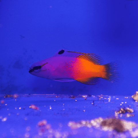 Royal Gramma Basslet - Koral King
