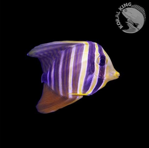 Sailfin Tang