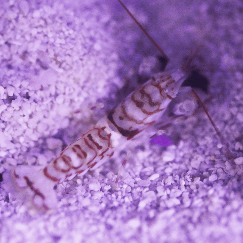Tiger Pistol Shrimp - Koral King
