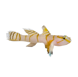 Gobies