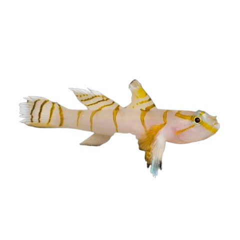 Gobies