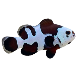 Clownfish