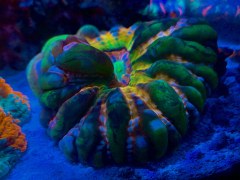 Cynarinas/Indophyllias - Koral King