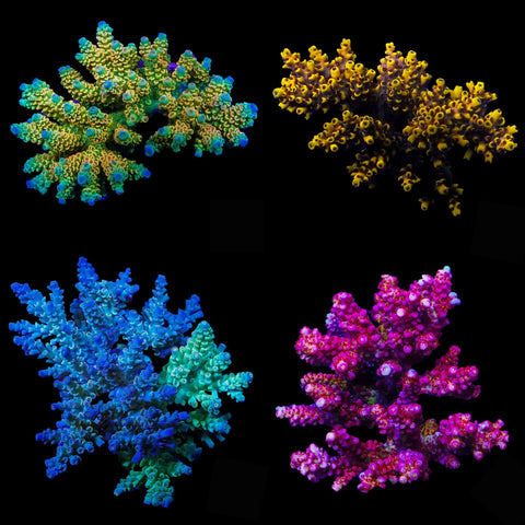 Acropora