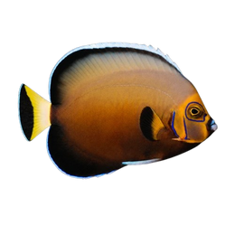 Angelfish
