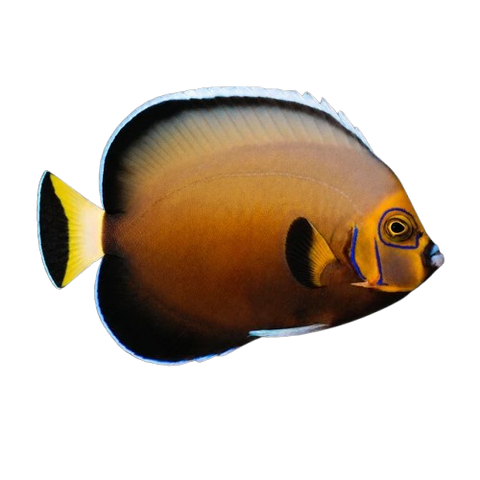 Angelfish