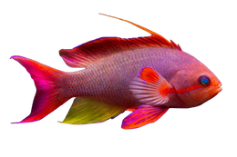Anthias