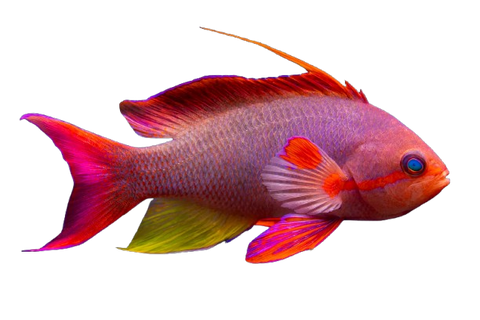 Anthias
