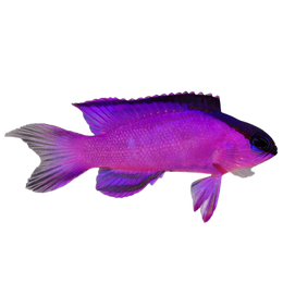 Basslets